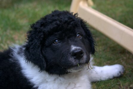 Dogs wetterhoun cute