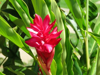 Red tropical plant photo