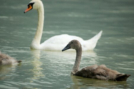 Swans young baby swan