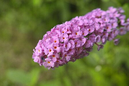 Tightly butterfly bush fujiutsugi