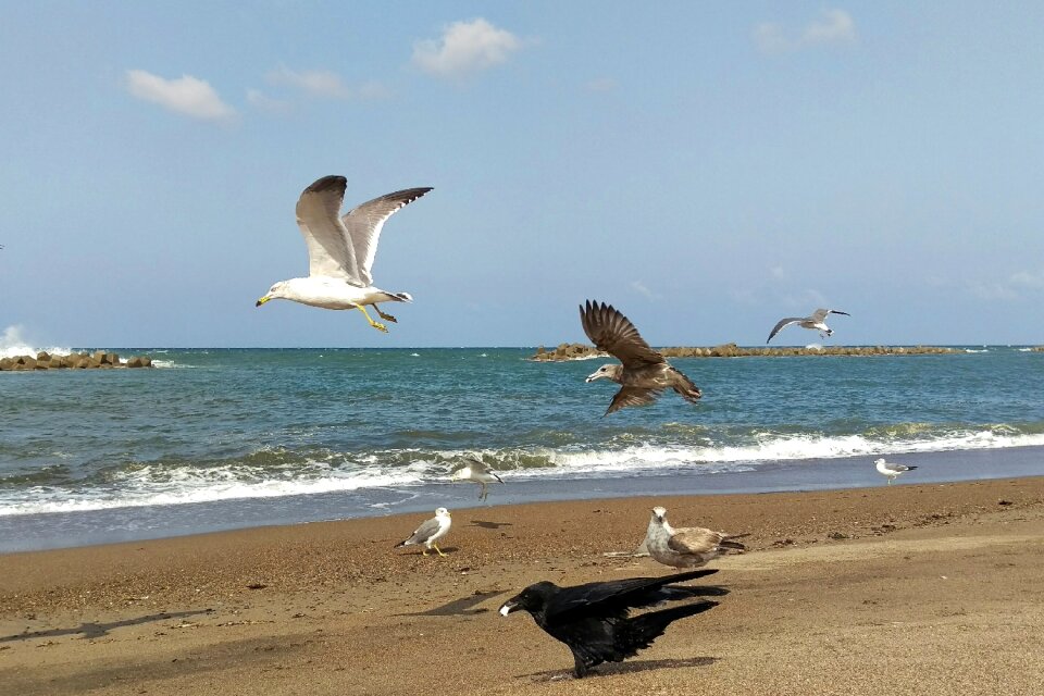 Seagull wild birds wild animal