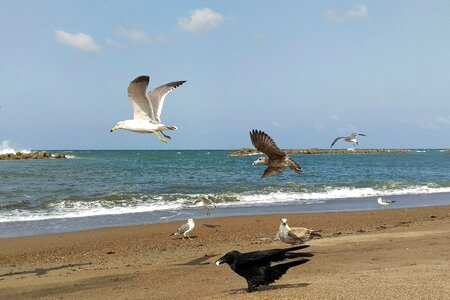 Seagull wild birds wild animal