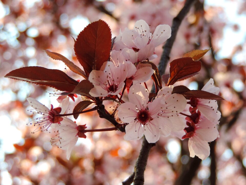 Spring flowers cherry flowers