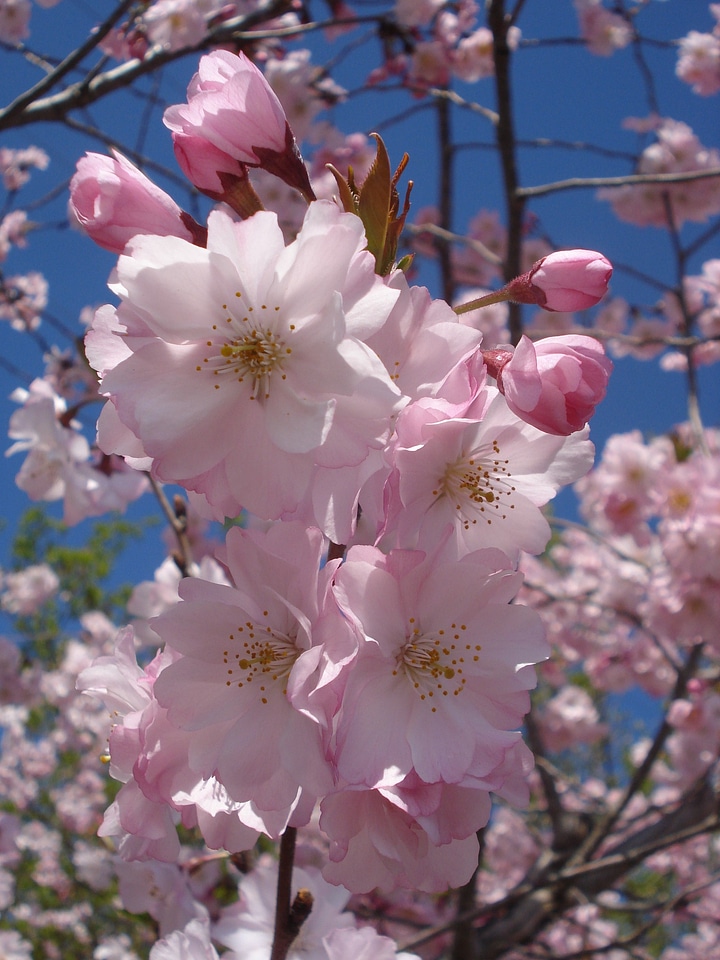 Branch sky spring