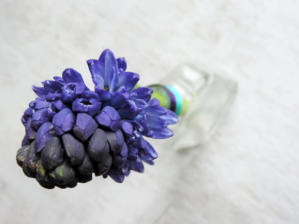 Colors still life fragrant flowers