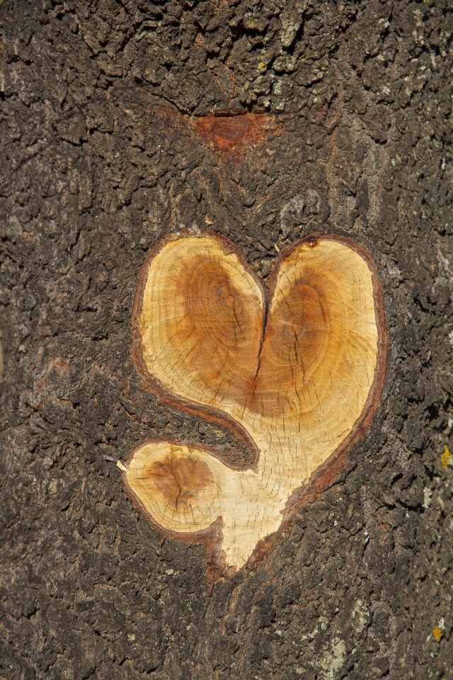 Heart nature plants
