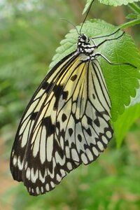 Nature black and white pattern