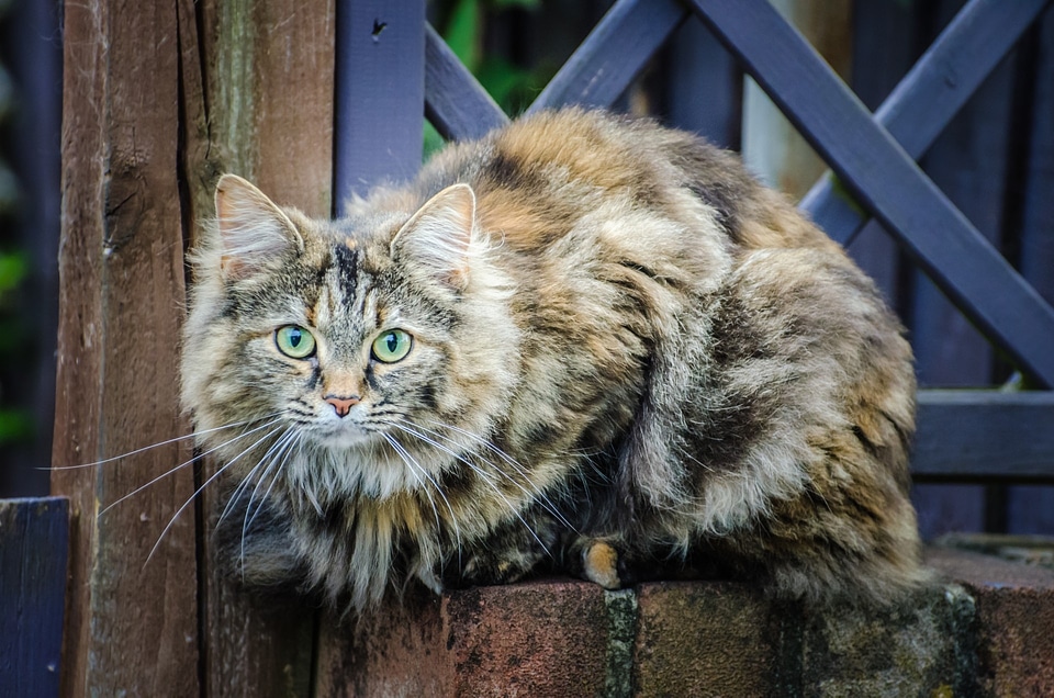 Brown carnivore domestic