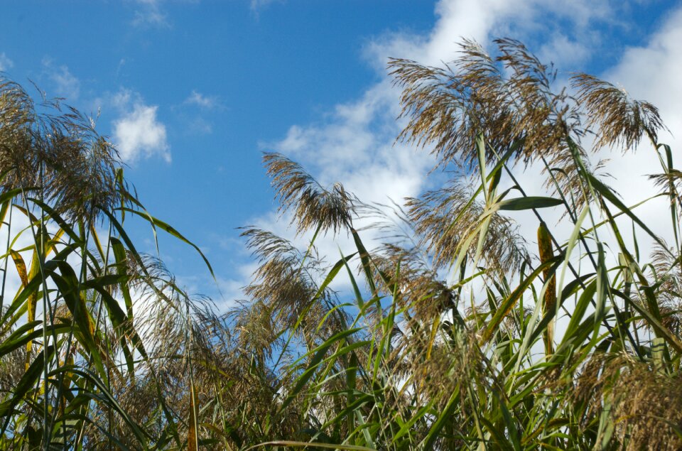 Sky nature wind
