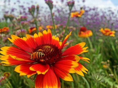Background heaven blanket flower