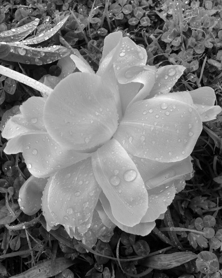 Petals macro freshness
