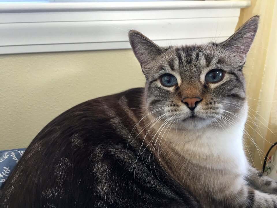 Attitude housecat whiskers