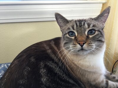 Attitude housecat whiskers