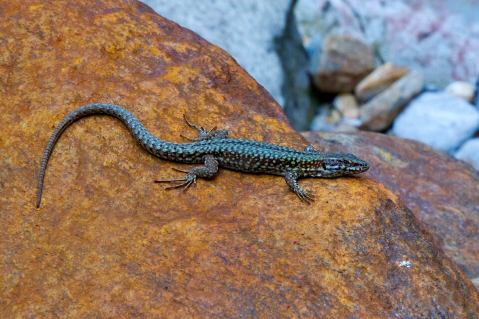 Lizard emerald lizard verzasca