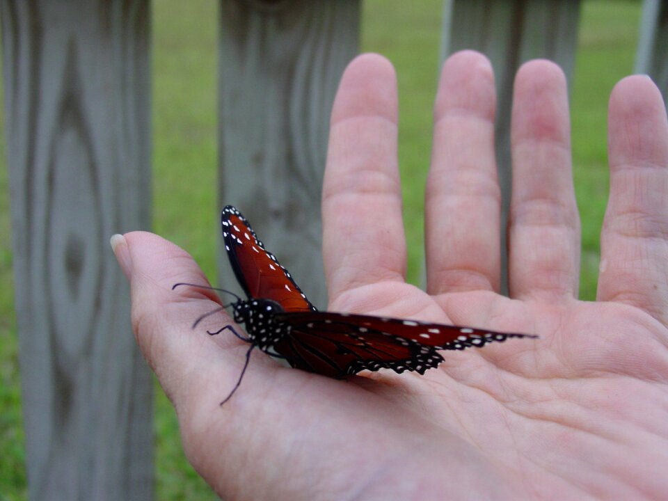 Garden emerge holding