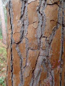 Tree bark tribe photo
