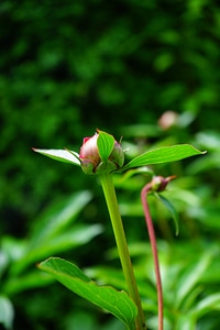 Blossom bloom flower