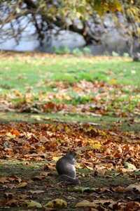 In the park city park animals in nature photo