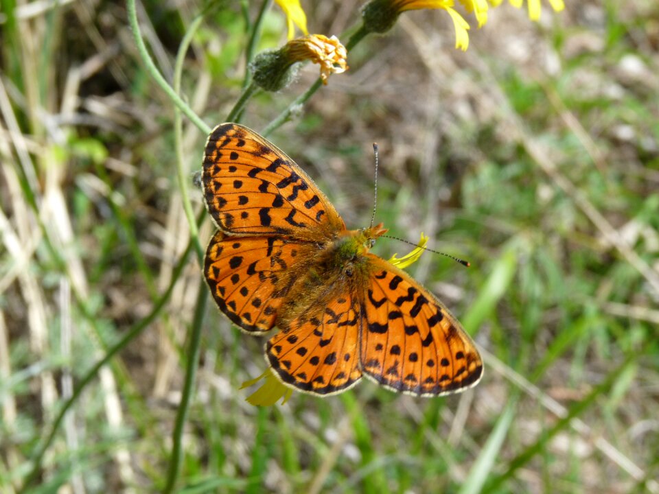 Butterfly insect