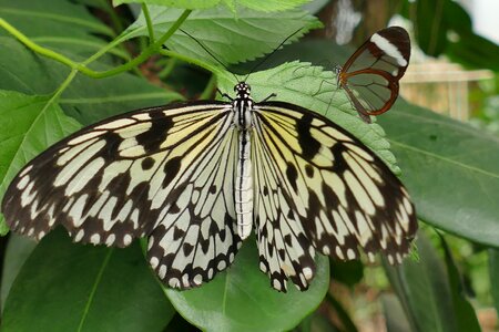 Close up butterflies animal photo