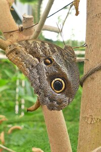 Insect close up tree