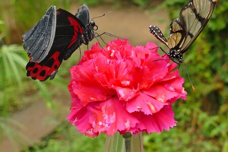 Butterfly insect nature