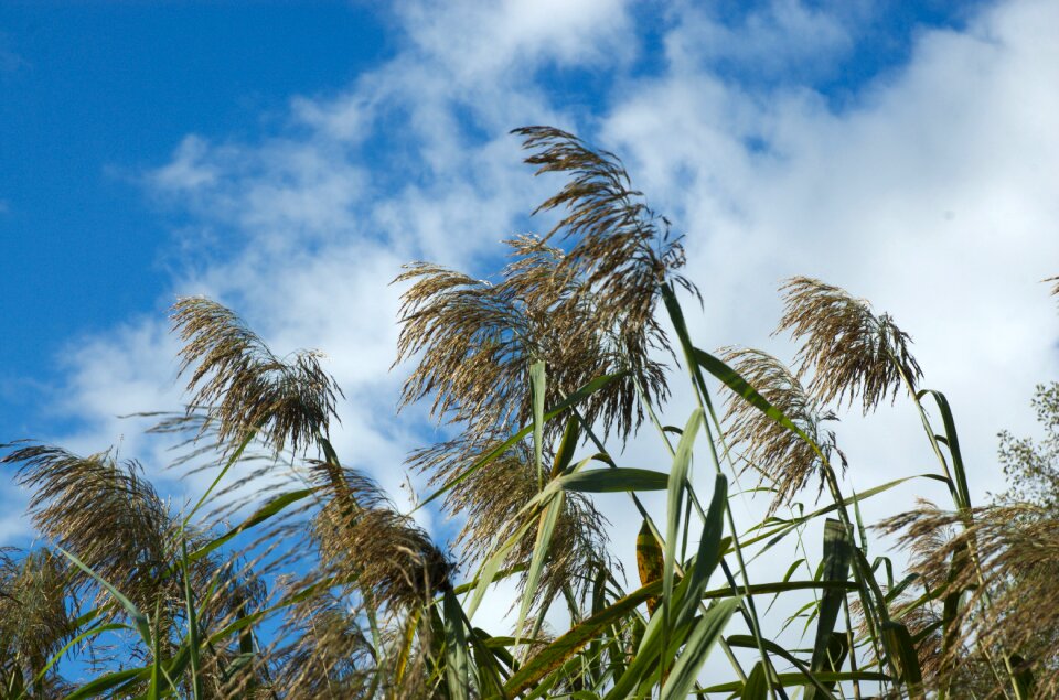 Sky nature wind