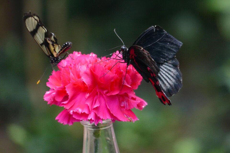 Insect nature edelfalter