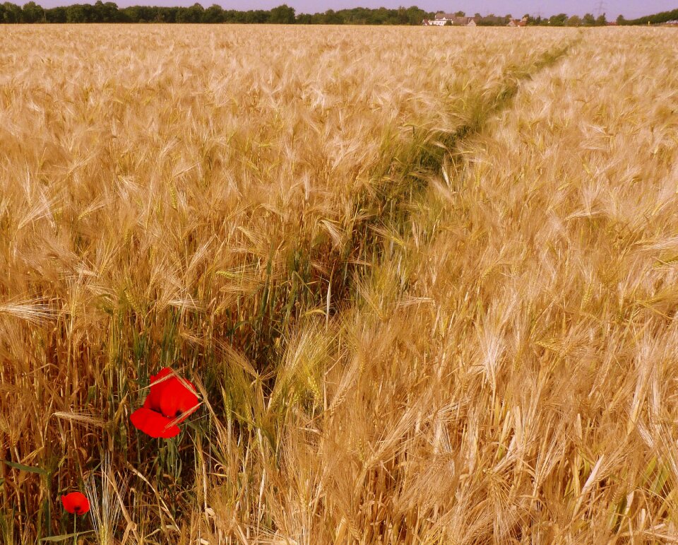 Landscape field arable