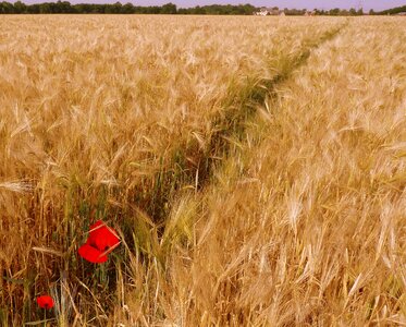 Landscape field arable