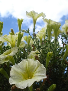Flowering summer bouquet