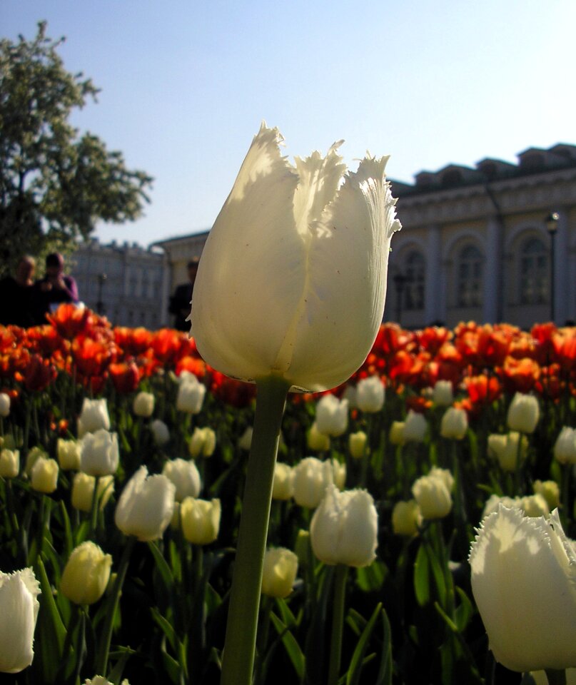 Spring flowers spring petal