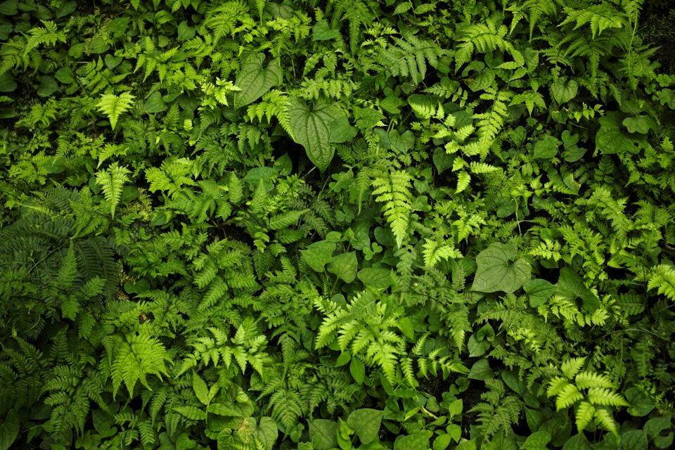 Background fern woods