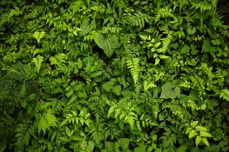 Background fern woods