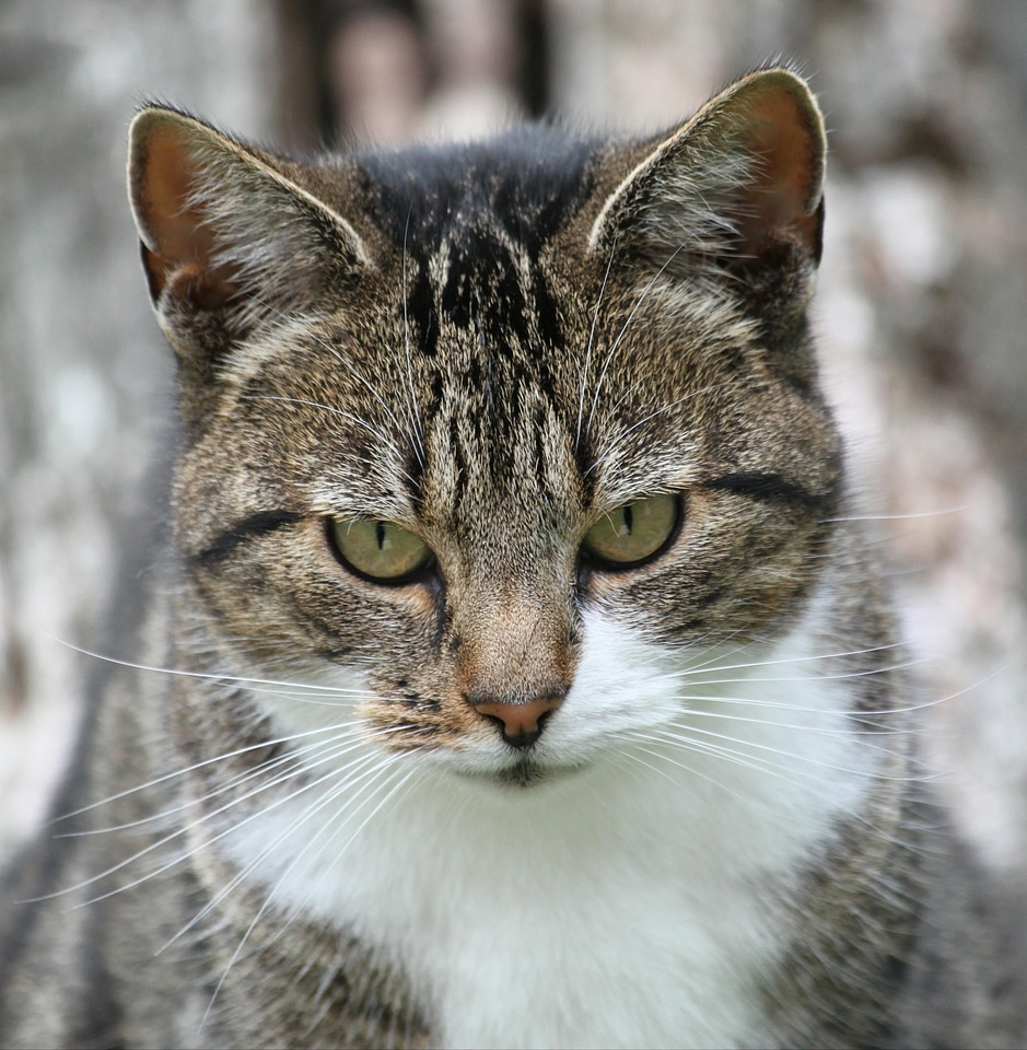 Cat face head tiger