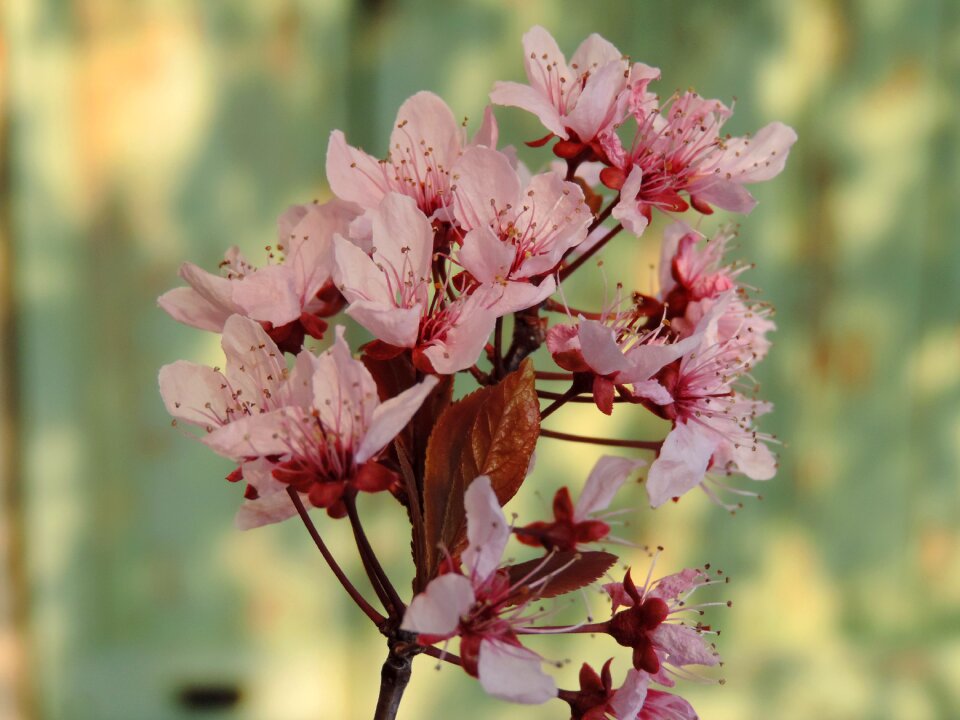 Spring plant sunshine