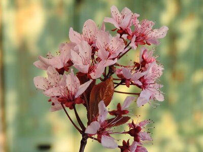 Spring plant sunshine