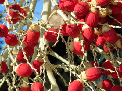 Imperial fruits reds