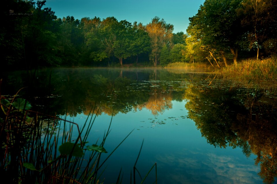 Lake green lake rose
