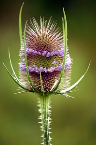 Nature outside unique
