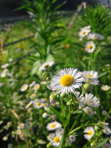 Natural green bloom