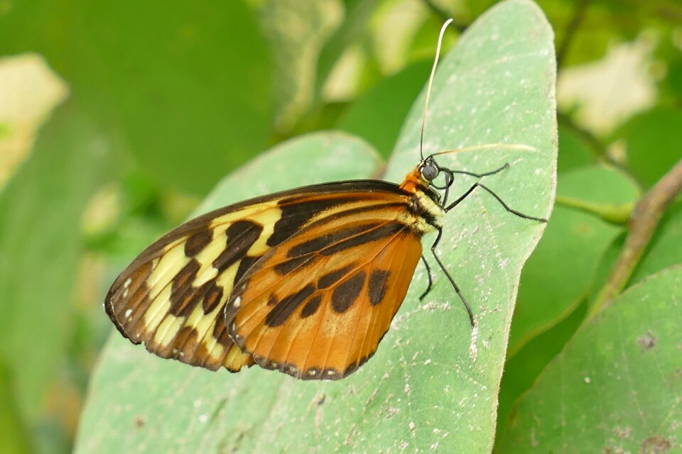 Wing macro exotic