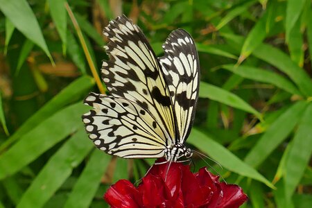 Nature macro animal