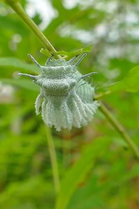 Nature tree grass