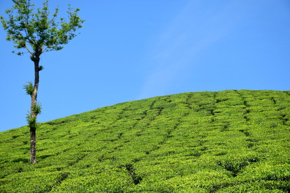 Munnar kerala india