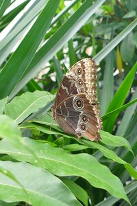 Nature wing underside of wings