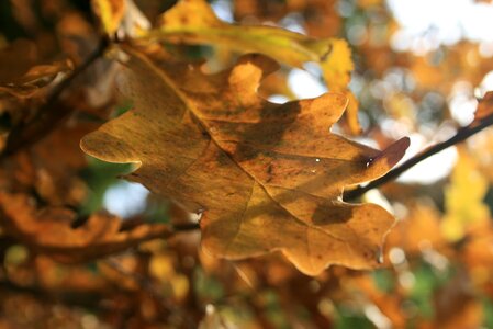 Hiking autumn hemmen