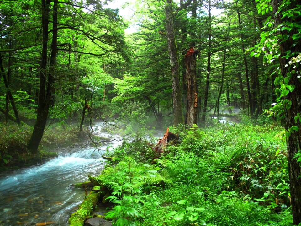 Negative ion woods river