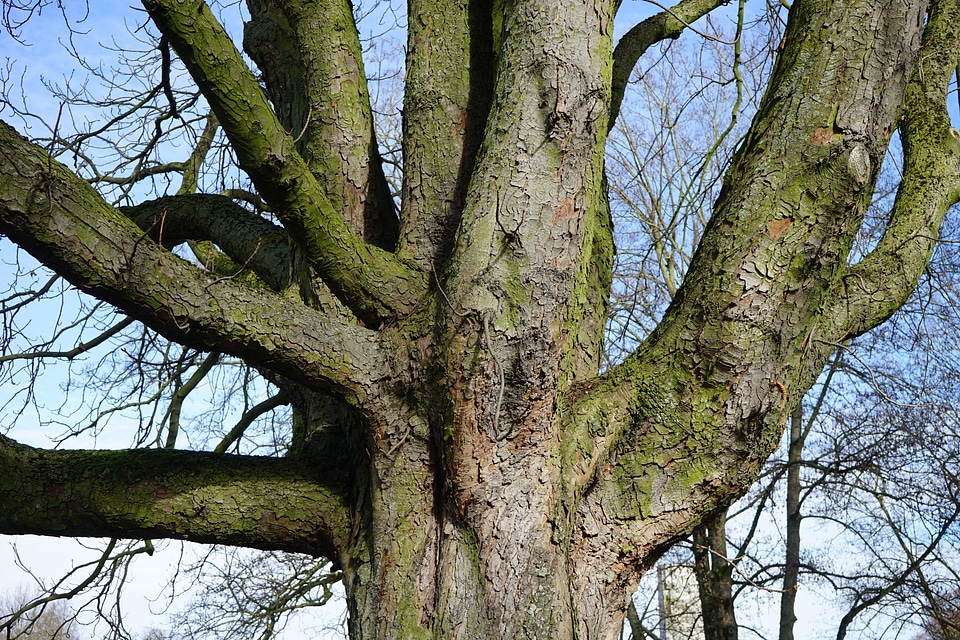 Chestnut bark chestnut tree