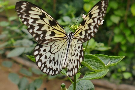 Butterfly insect close up